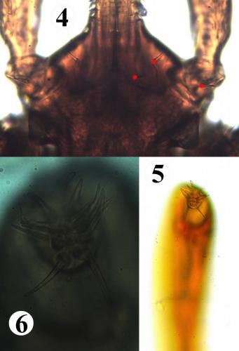 Ixodes festai
